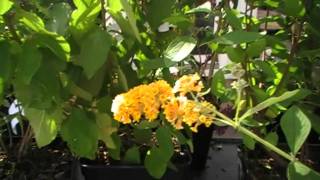 Schmetterlingsflieder Buddleja Sungold [upl. by Shedd573]