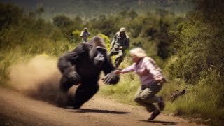 85 Year Old Grandmother vs Silverback Gorilla [upl. by Nej]