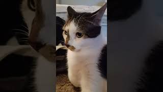 Gangland catshorts shortsfeed catvideo cutecat catlover cat funnyanimal cutekitty catfunny [upl. by Delaryd372]