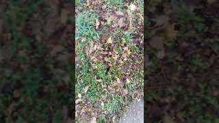 Mulch Leaves with a Lawn Mower [upl. by Delogu]