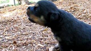 Rottweiler puppy howling [upl. by Kolivas]