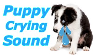 Puppy Crying Sound  Dog Crying Sound to Stimulate Your Dog dogcryingprankyourdog prankmydog [upl. by Atiuqihc]