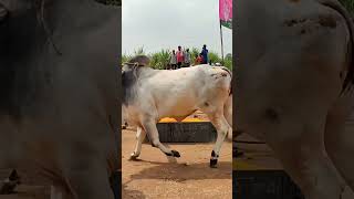 Power of ongle bulls 🔥🔥🔥 [upl. by Nirual]