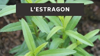 LEstragon [upl. by Enitsej579]