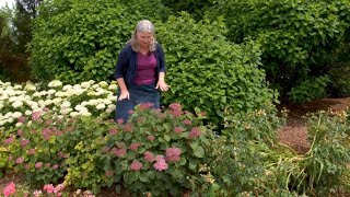 Which Smooth Hydrangea is Right For You  Part Two Dwarfsized Hydrangeas [upl. by Ssew]