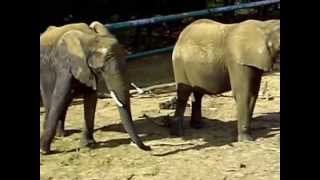 Afrikaanse olifanten  African Elephants Olmense Zoo [upl. by Derwon]