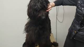 18months old first groom Briard gets a fresh start [upl. by Dranyl]