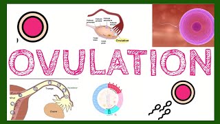 Ovulation  tout ce que vous devez savoir [upl. by Yttisahc597]