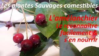 Les Plantes Sauvages Comestibles  Reconnaître facilement LAmélanchier [upl. by Ku205]