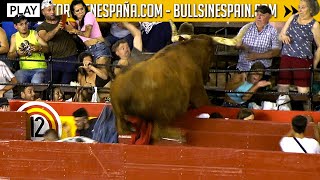 4K ▪ ESPECIAL TOROS EN ESPAÑA PLAY  Eventos en directo resúmenes y otro tipo de contenido [upl. by Yroger896]