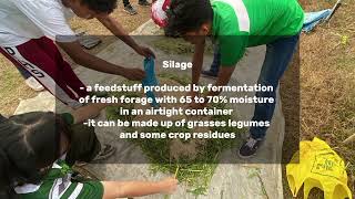 HOW TO MAKE SILAGE [upl. by Sadnak]