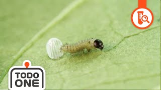 🦋Life Cycle Butterfly  Who will I be  From Caterpillar to Butterfly  Science for kids [upl. by Blisse]