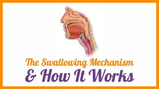 The Swallowing Mechanism amp How it Works [upl. by Windsor903]