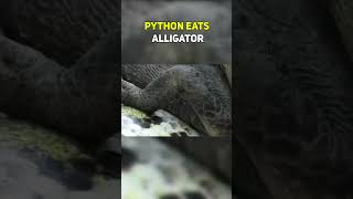 PYTHON EATS ALLIGATOR wildlife animal [upl. by Hurwitz761]