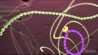 HIV life cycle How HIV infects a cell and replicates itself using reverse transcriptase [upl. by Salomie]