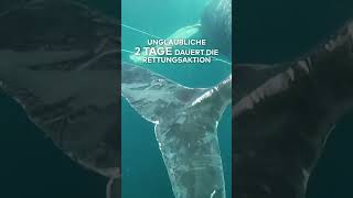 AUSTRALIEN Spektakulär Wal aus FischerNetz befreit I WELT shorts [upl. by Acireh]