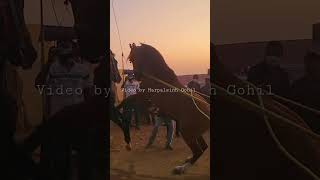 पुष्कर मैले मे हूई दो घोडो मे जोरदार लडाई। pushkarfair horses horsefight [upl. by Haduhey975]