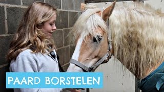 Hoe poets je een paard [upl. by Lamag]