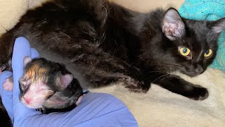 Pregnant Cat Giving Birth to 6 Different Color Kittens [upl. by Peonir524]