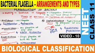 Flagellation in Bacteria in Hindi  Biological Classification  Monera  Class 11  CBSE  NEET 2020 [upl. by Ediva]