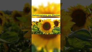 Heliotropismo em Plantas [upl. by Annasor]