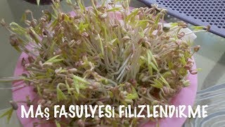 Maş FasulyesiMaş Fasulyesi FilizlendirmeÇimlendirme [upl. by Norred]