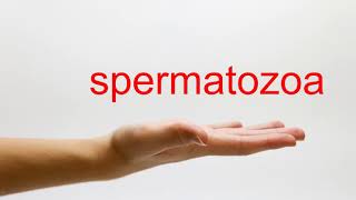 How to Pronounce spermatozoa  American English [upl. by Assetan]