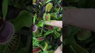 i love carnivorous plants plants nature flowers garden animals [upl. by Husha]