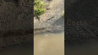 Tarcoles River Costa Rica Wild Crocodiles [upl. by Oakley188]