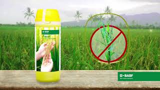 Control tough Echinochloa species weeds in rice with BASF Facet® [upl. by Halilahk752]