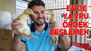 Evde Yavru Ördek Bakımı [upl. by Livy]