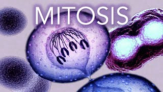 MITOSIS  MADE SUPER EASY  ANIMATION [upl. by Inesita928]