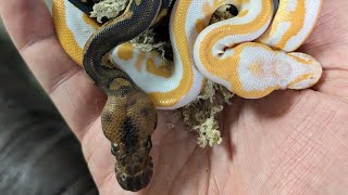 Breeding Loan Holdback Ball Pythons [upl. by Alael229]