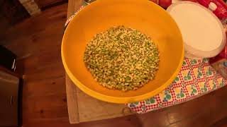 Failed Attempt at Pea Shelling Goes Hilariously Wrong diyproject peasheller homestead [upl. by Isiah311]