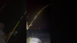 راس تنورة الان shark بحر اكسبلور ترند beach fishing صيد fish الجبيل سمك [upl. by Charin]