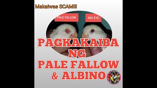 PAGKAKAIBA NG PALE FALLOW amp ALBINO❗ PARA MAKA IWAS SCAM iBa ang may ALAM [upl. by Magdalena]