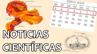 Nuevo órgano humano el mesenterio  Noticias 912017 [upl. by Nimsaj]