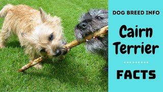 Cairn terrier dog breed All breed characteristics and facts about Cairn Terrier dogs [upl. by Llenoj]