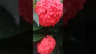 Ixora Plant Care  Beautiful Ixora Flower shortvideo 🌿🏵️ [upl. by Erdied]