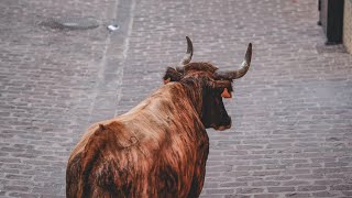 Toros tercera tarde Barrio Castellón  Toro de calle  Onda [upl. by Elocaj474]