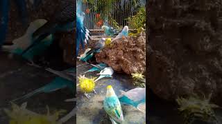 Happy budgie sounds 🥰💚💛✨ birds parakeet shortslove funny funnyvideo cute beautiful parrot [upl. by Ynneb]