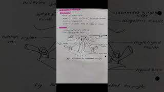 Anterior triangle of neck and posterior triangle of neck mbbs anatomyvideos anatomy bams reels [upl. by Asimaj]