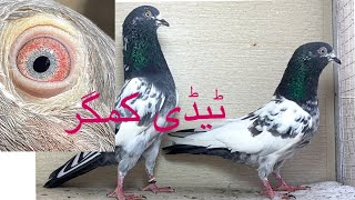 Ch wala tedi or kamgar 2 pears forsale 03328490909 art bird everyone pigeon kabootar kabutar [upl. by Polloch]