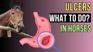 Gastric Ulcers in HORSES  A Comprehensive Guide [upl. by Greenwald588]