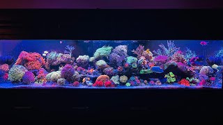 Singspot Main Mixed Reef Tank [upl. by Adnawyek]