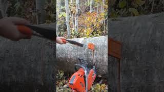 husqvarna logging chainsaw lumberjack asmr bushcraft forest satisfying wood tree axe [upl. by Sibylla522]