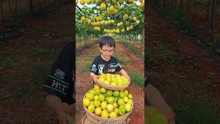 Amazing Passion Fruit 😋😋 Satisfying Fruit Harvesting fruit satisfying youtubeshorts [upl. by Kirstin]