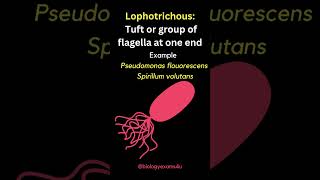 Arrangement of Bacterial Flagella  Monotrichous Amphitrichous Lophotrichous Peritrichous [upl. by Odlanor]