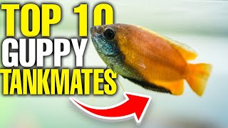 The 10 Best Guppy Tank Mates 🐟 [upl. by Sire]