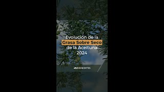 Evolución de la Grasa Sobre Seco de la Aceituna 2024 [upl. by Euqinehs]